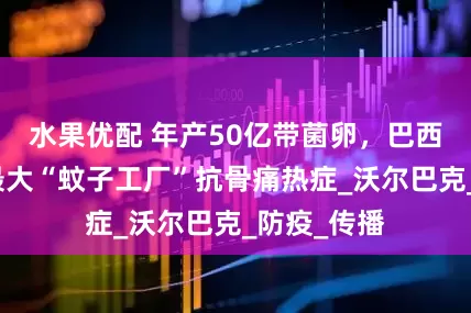 水果优配 年产50亿带菌卵，巴西启用全球最大“蚊子工厂”抗骨痛热症_沃尔巴克_防疫_传播